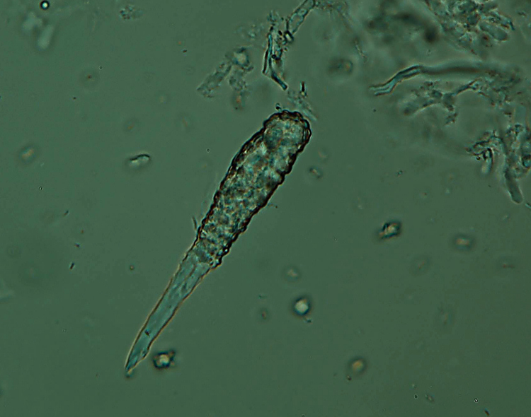 ForseSteccherinum straminellum-f3409(Steccherinum ochraceum)